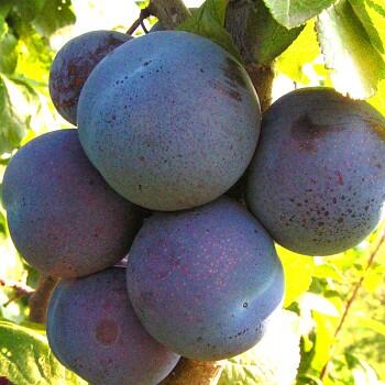 Švestkomeruňka raná 'Melitopolski' - Prunus hybrid 'Melitopolski'
