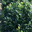 Bobkovišeň lékařská 'Gabi' - Prunus laurocerasus 'Gabi'