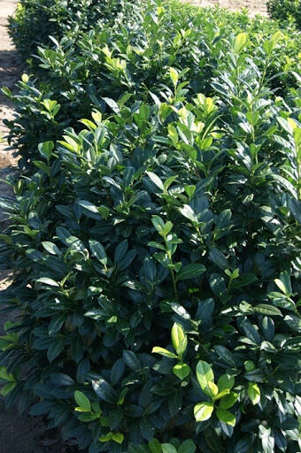 Bobkovišeň lékařská 'Gabi' - Prunus laurocerasus 'Gabi'