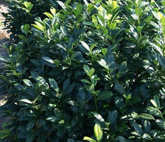 Bobkovišeň lékařská 'Gabi'