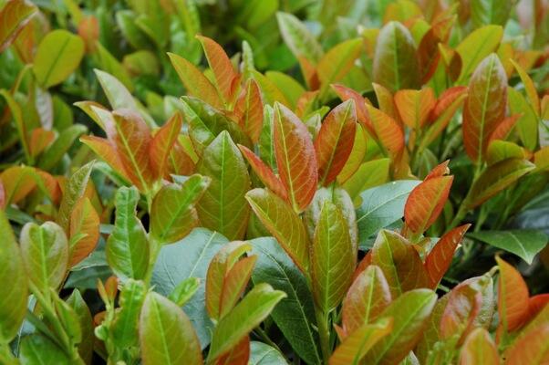 Bobkovišeň lékařská 'Titan' - Prunus laurocerasus 'Titan'