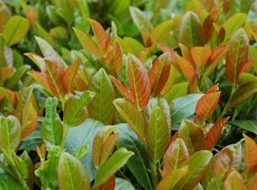 Bobkovišeň lékařská 'Titan' - Prunus laurocerasus 'Titan'