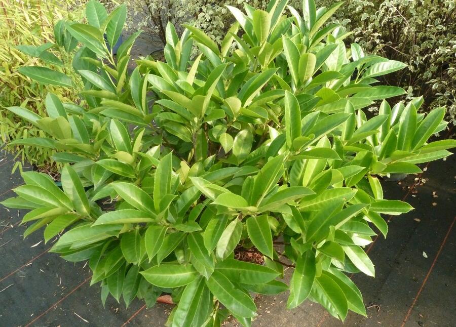 Bobkovišeň lékařská 'Green Planet' - Prunus laurocerasus 'Green Planet'