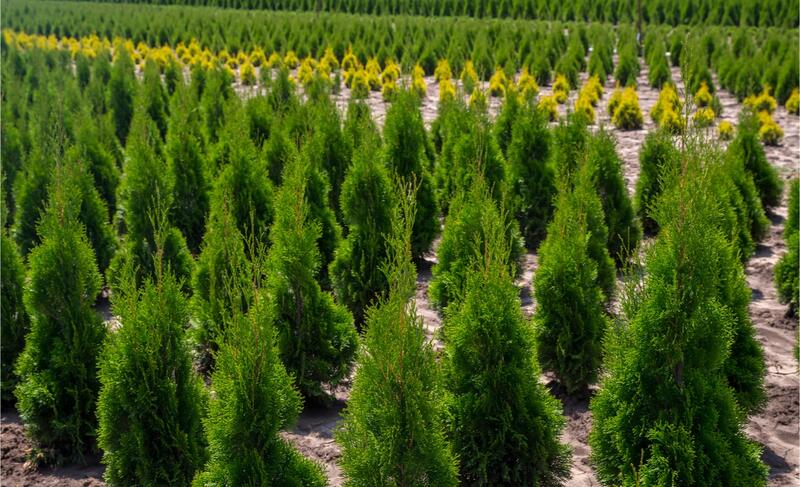 Túje v zemním balu