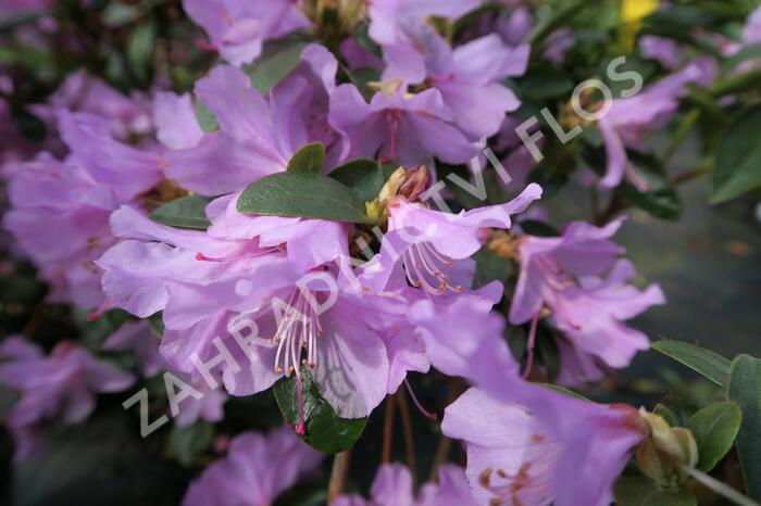 Pěnišník raný - Rhododendron 'Praecox'