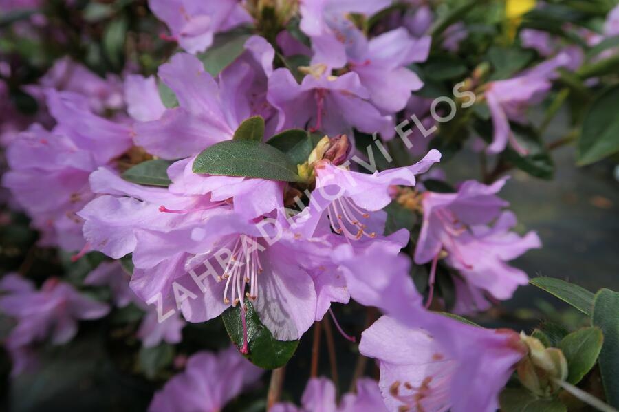 Pěnišník raný - Rhododendron 'Praecox'
