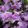 Pěnišník raný - Rhododendron 'Praecox'