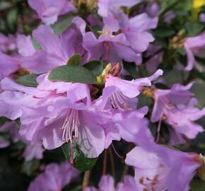 Pěnišník raný - Rhododendron 'Praecox'