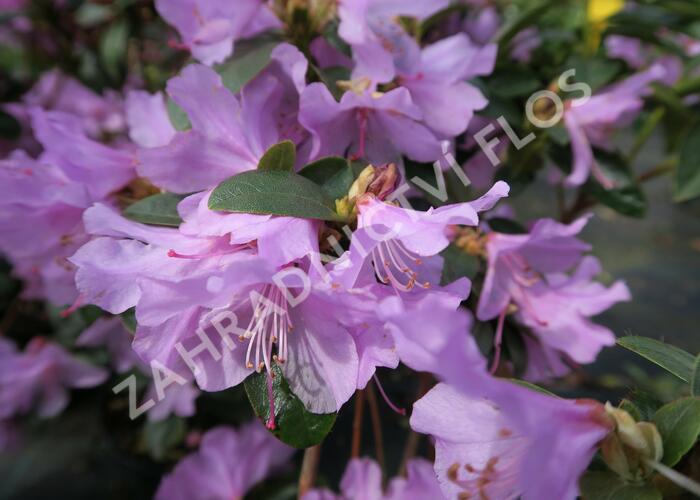 Pěnišník raný - Rhododendron 'Praecox'