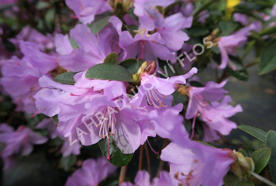 Pěnišník raný - Rhododendron 'Praecox'