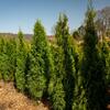 zerav zpadn Smaragd - Thuja occidentalis Smaragd