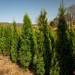 Zerav, túje západní 'Smaragd' - Thuja occidentalis 'Smaragd'