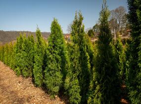 Túje, zerav západní 'Smaragd' - Thuja occidentalis 'Smaragd'