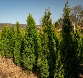Zerav západní 'Smaragd' - Thuja occidentalis 'Smaragd'