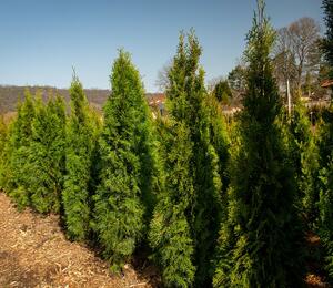 Zerav západní 'Smaragd' - Thuja occidentalis 'Smaragd'