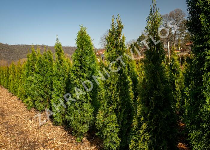 Zerav západní 'Smaragd' - Thuja occidentalis 'Smaragd'