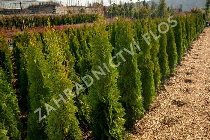 Zerav, túje západní 'Smaragd' - Thuja occidentalis 'Smaragd'