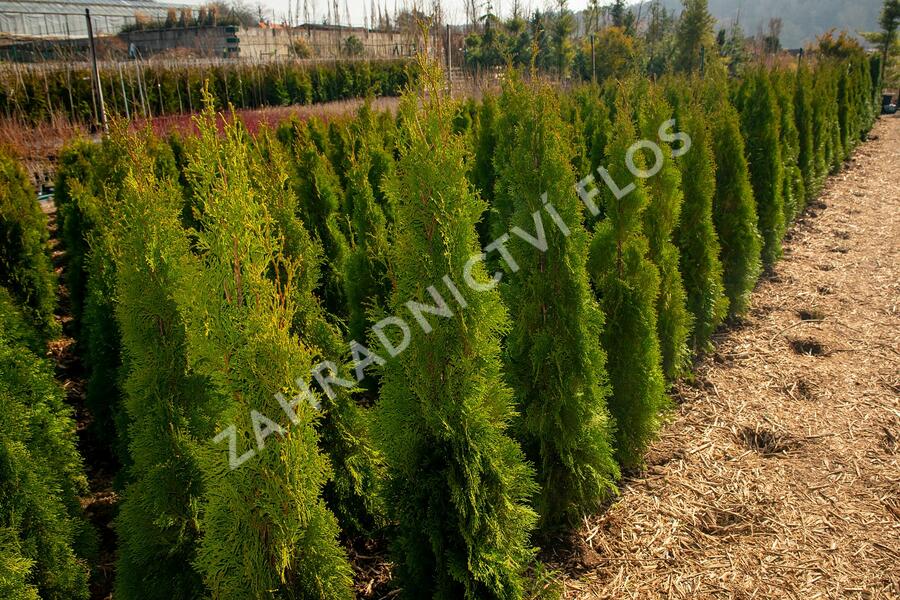 Zerav, túje západní 'Smaragd' - Thuja occidentalis 'Smaragd'