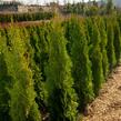 Zerav, túje západní 'Smaragd' - Thuja occidentalis 'Smaragd'