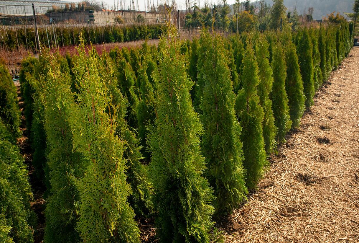 Túje, zerav západní 'Smaragd' - Thuja occidentalis 'Smaragd'