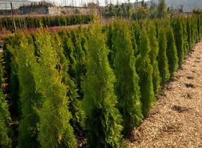 Túje, zerav západní 'Smaragd' - Thuja occidentalis 'Smaragd'