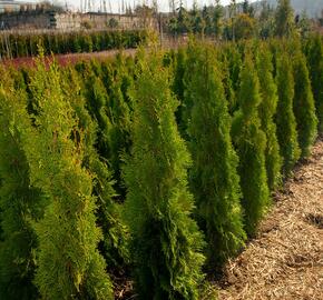 Zerav, túje západní 'Smaragd' - Thuja occidentalis 'Smaragd'