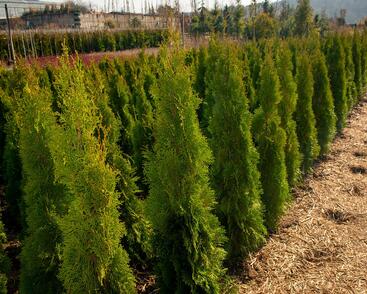 Túje, zerav západní 'Smaragd'