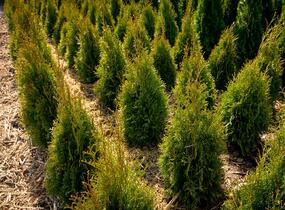 Túje, zerav západní 'Smaragd' - Thuja occidentalis 'Smaragd'