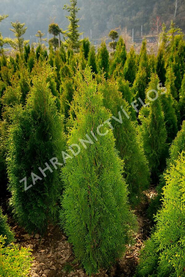 Zerav, túje západní 'Smaragd' - Thuja occidentalis 'Smaragd'