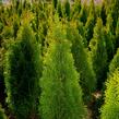 Zerav, túje západní 'Smaragd' - Thuja occidentalis 'Smaragd'