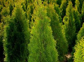 Túje, zerav západní 'Smaragd' - Thuja occidentalis 'Smaragd'