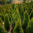 Zerav, túje západní 'Smaragd' - Thuja occidentalis 'Smaragd'