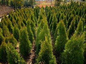 Túje, zerav západní 'Smaragd' - Thuja occidentalis 'Smaragd'