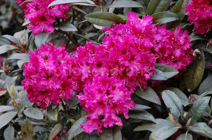 Pěnišník 'Marie Fortie' - Rhododendron (T) 'Marie Fortie'