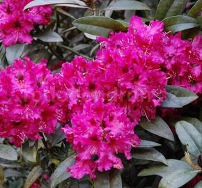 Pěnišník 'Marie Fortie' - Rhododendron (T) 'Marie Fortie'