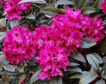 Pěnišník 'Marie Fortie'