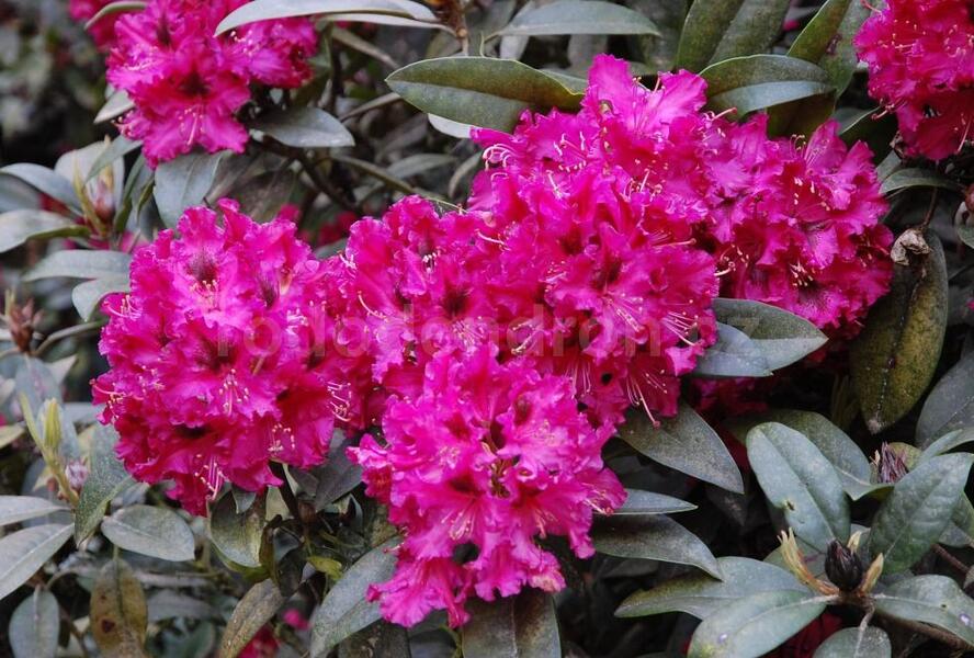 Pěnišník 'Marie Fortie' - Rhododendron (T) 'Marie Fortie'
