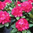Pěnišník 'P. A. Beauty' - Rhododendron 'P. A. Beauty'