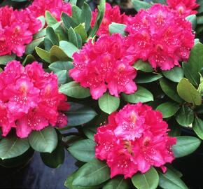 Pěnišník 'P. A. Beauty' - Rhododendron 'P. A. Beauty'