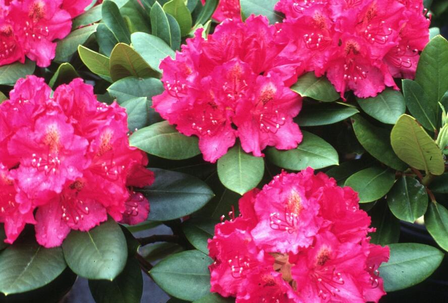 Pěnišník 'P. A. Beauty' - Rhododendron 'P. A. Beauty'