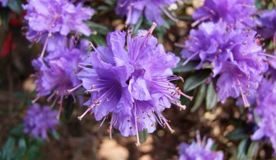 Pěnišník obtížený 'Select' - Rhododendron impeditum 'Select'