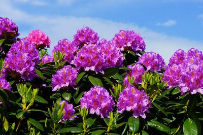 Rododendron