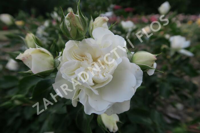 Růže mnohokvětá Meilland 'White Meidilland' - Rosa MK 'White Meidilland'