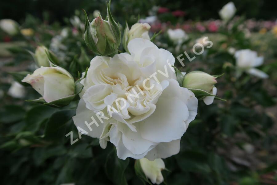 Růže mnohokvětá Meilland 'White Meidilland' - Rosa MK 'White Meidilland'