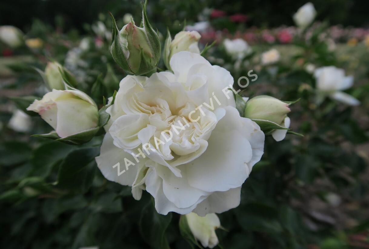 Růže mnohokvětá Meilland 'White Meidilland' - Rosa MK 'White Meidilland'