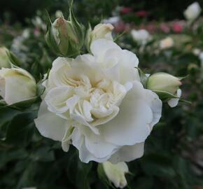 Růže mnohokvětá Meilland 'White Meidilland' - Rosa MK 'White Meidilland'