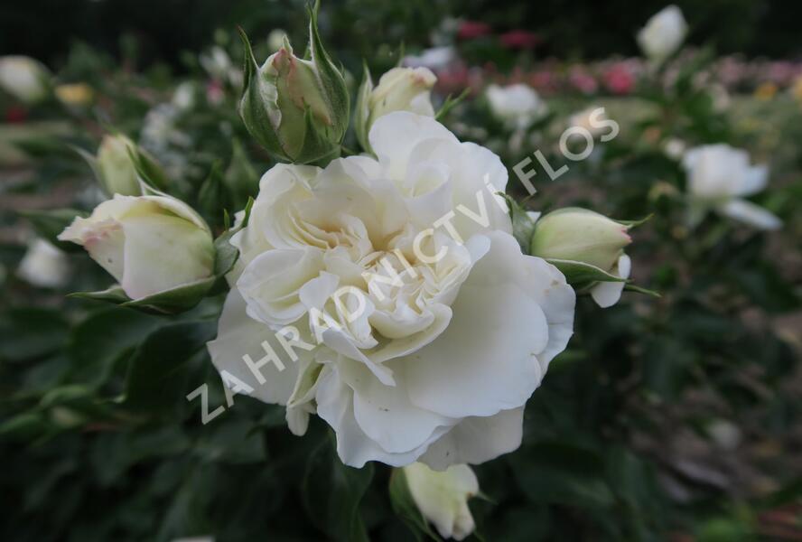 Růže mnohokvětá Meilland 'White Meidilland' - Rosa MK 'White Meidilland'