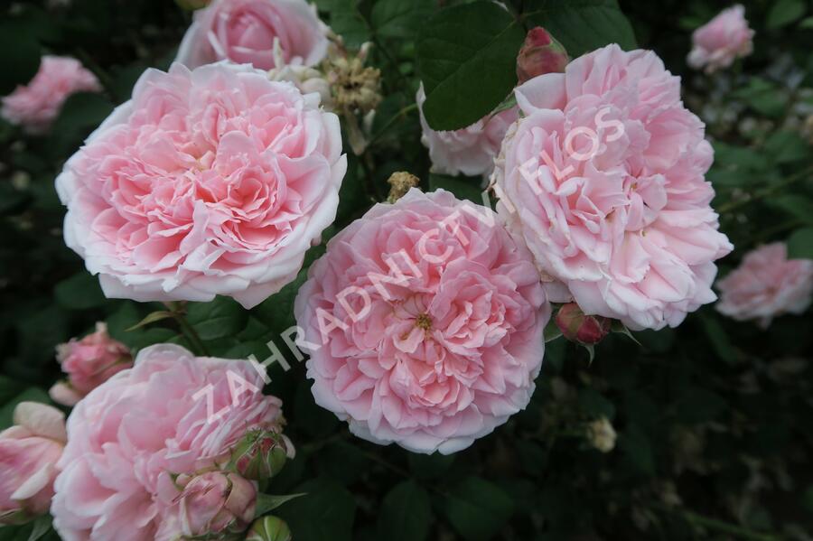 Anglická růže Davida Austina 'Eglantyne' - Rosa S 'Eglantyne'
