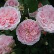 Anglická růže Davida Austina 'Eglantyne' - Rosa S 'Eglantyne'