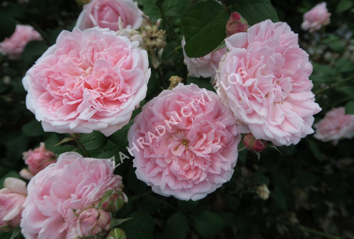 Růže anglická David Austin 'Eglantyne' - Rosa S 'Eglantyne'
